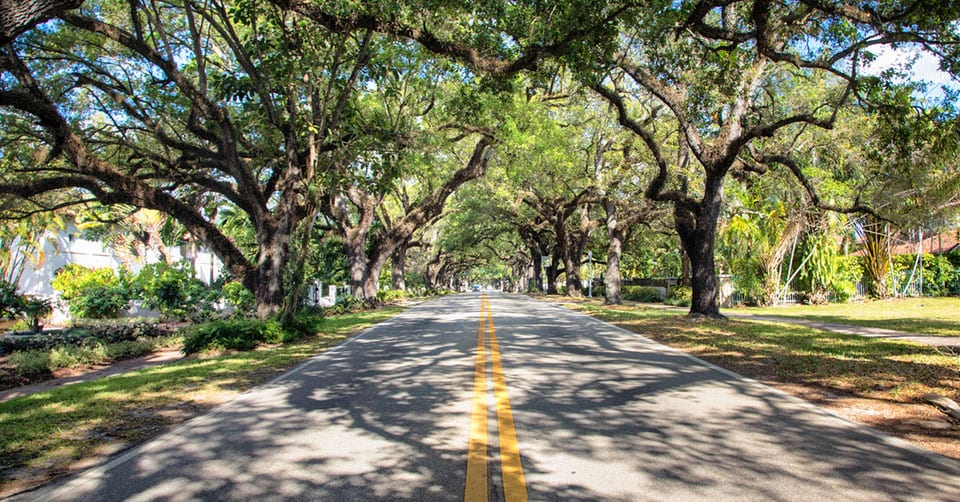 Road shaded by trees